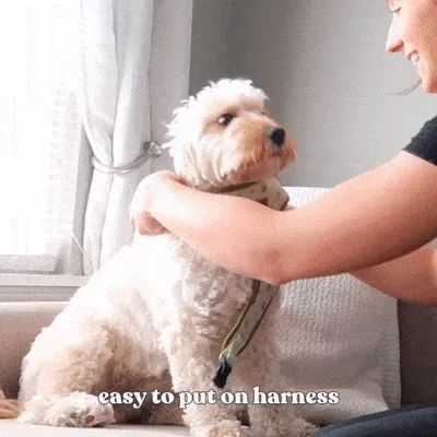 Gentleman Lockable Harness™