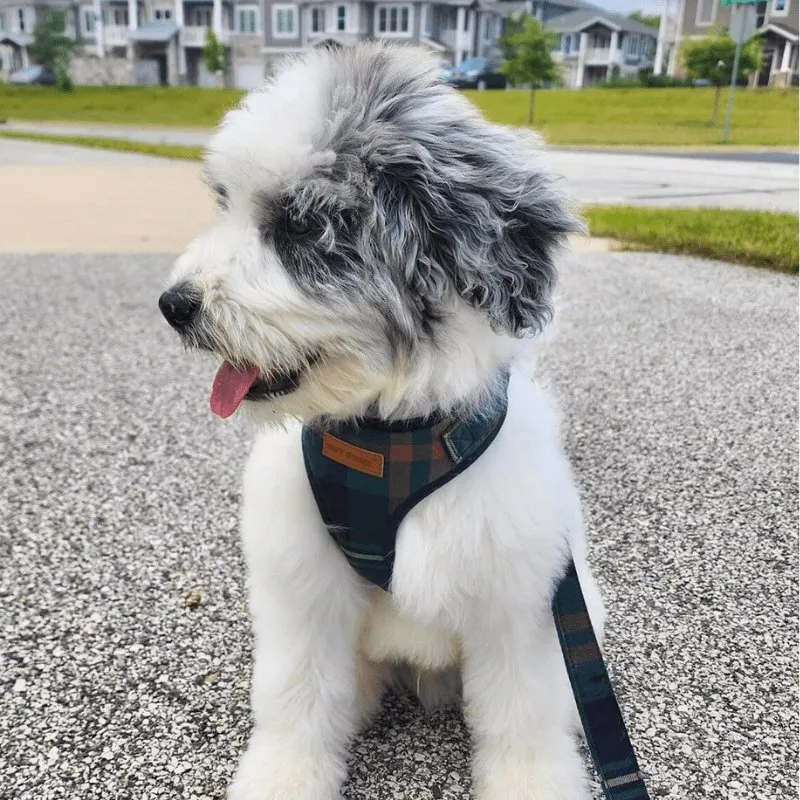 Gentleman Lockable Harness™