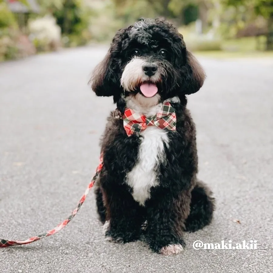 Noel Plaid Bowtie Unbreakable Collar™ & Leash Set