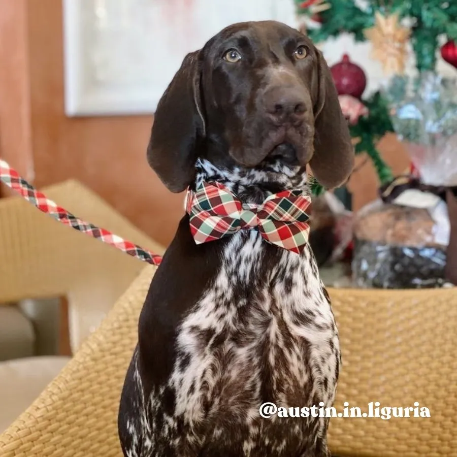 Noel Plaid Bowtie Unbreakable Collar™ & Leash Set