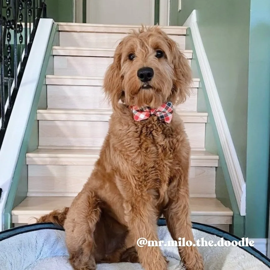Noel Plaid Bowtie Unbreakable Collar™ & Leash Set